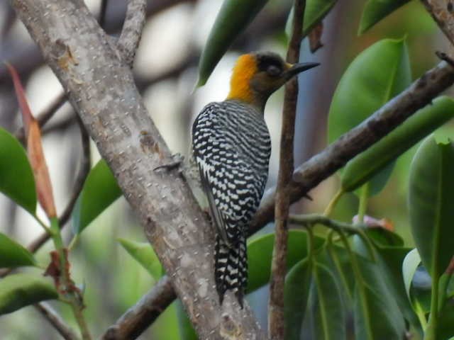 Golden-cheeked Woodpecker - ML645427189