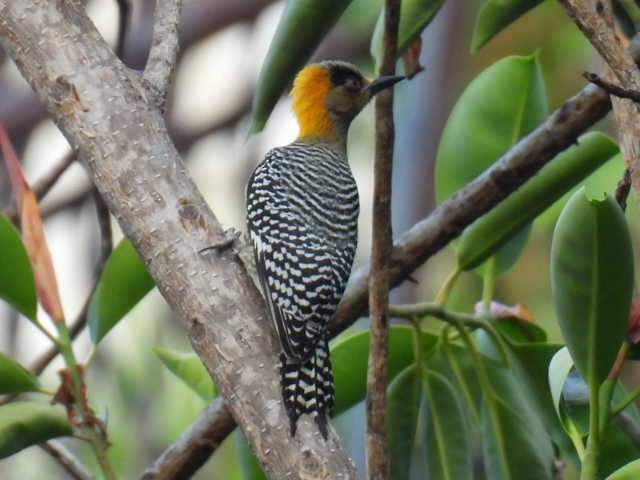 Golden-cheeked Woodpecker - ML645427190
