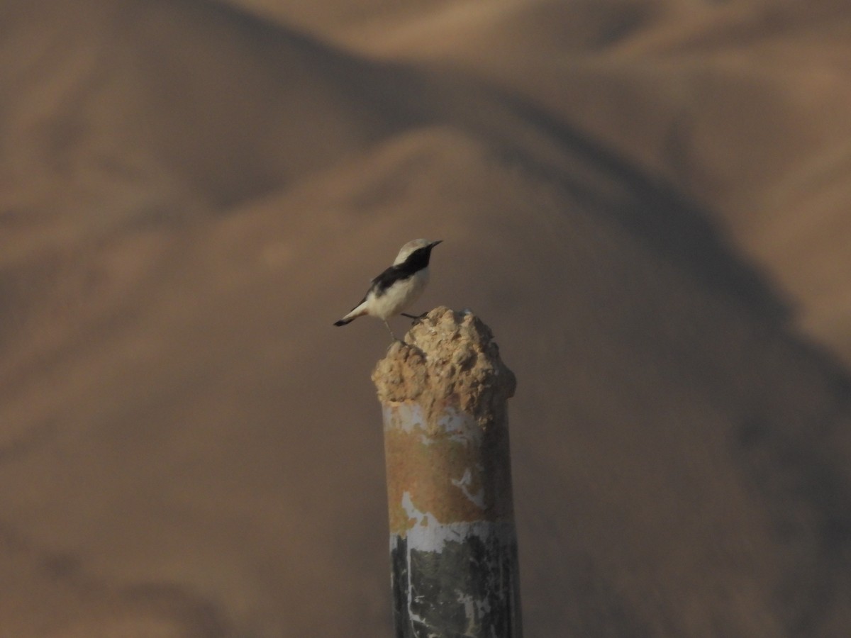 Finsch's Wheatear - ML645427191