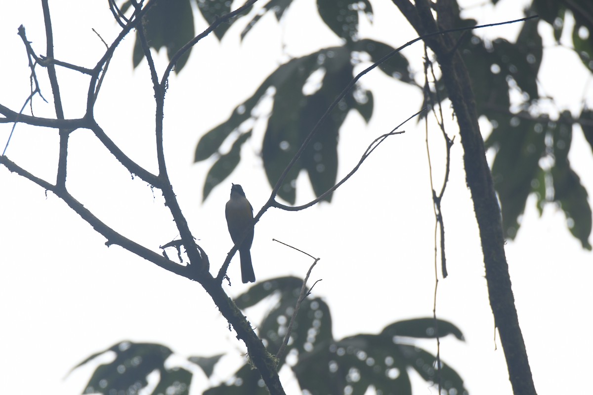 White-throated Shrike-Tanager - ML645427192