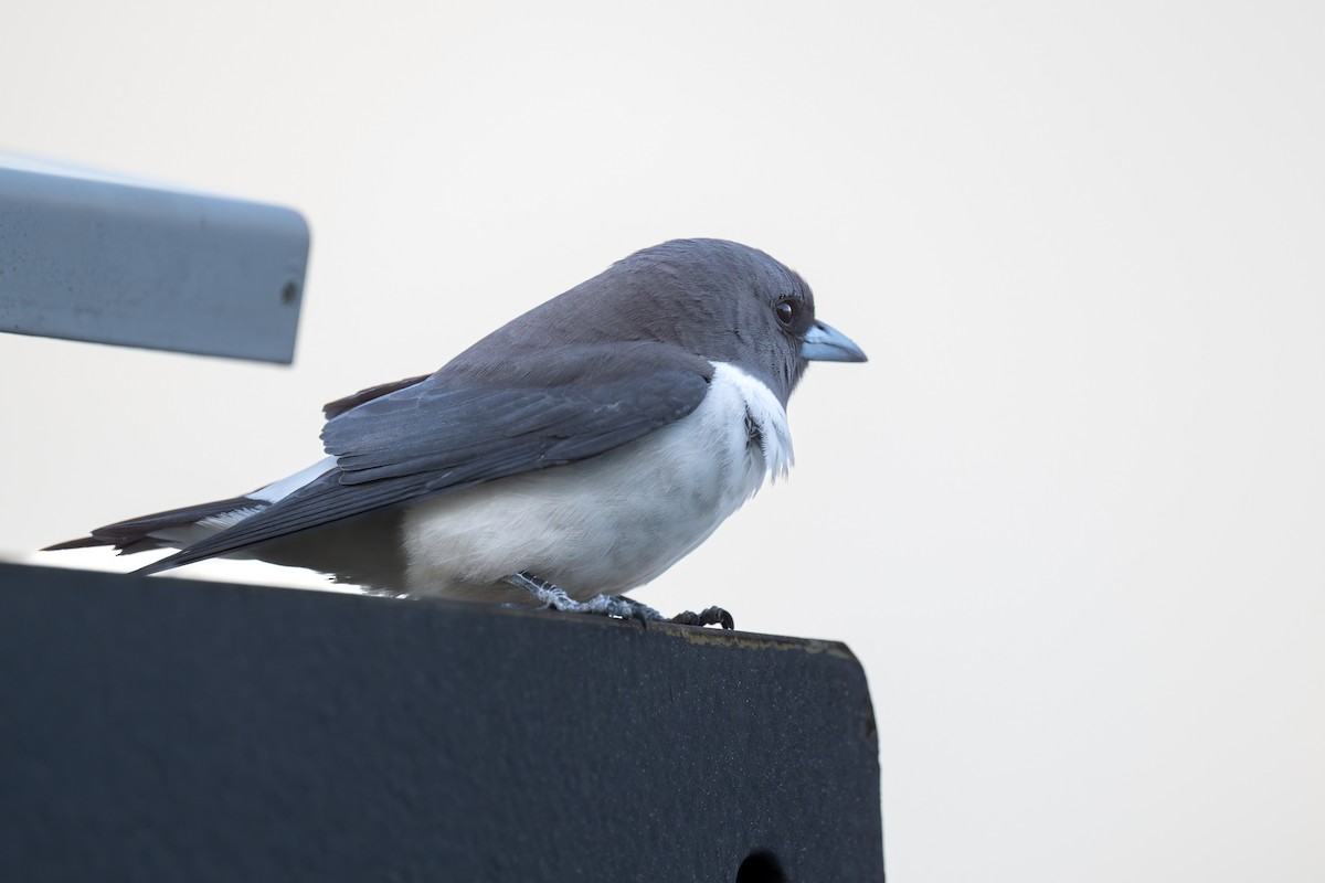 白胸燕鵙 - ML645427193