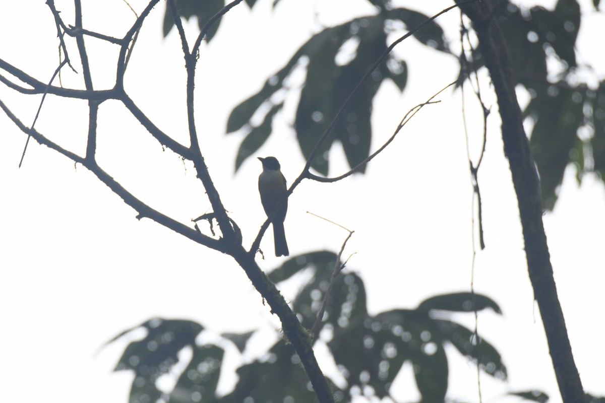 White-throated Shrike-Tanager - ML645427194