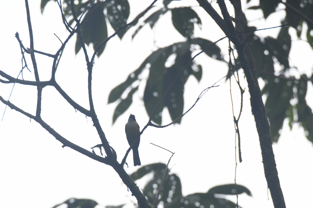 White-throated Shrike-Tanager - ML645427195