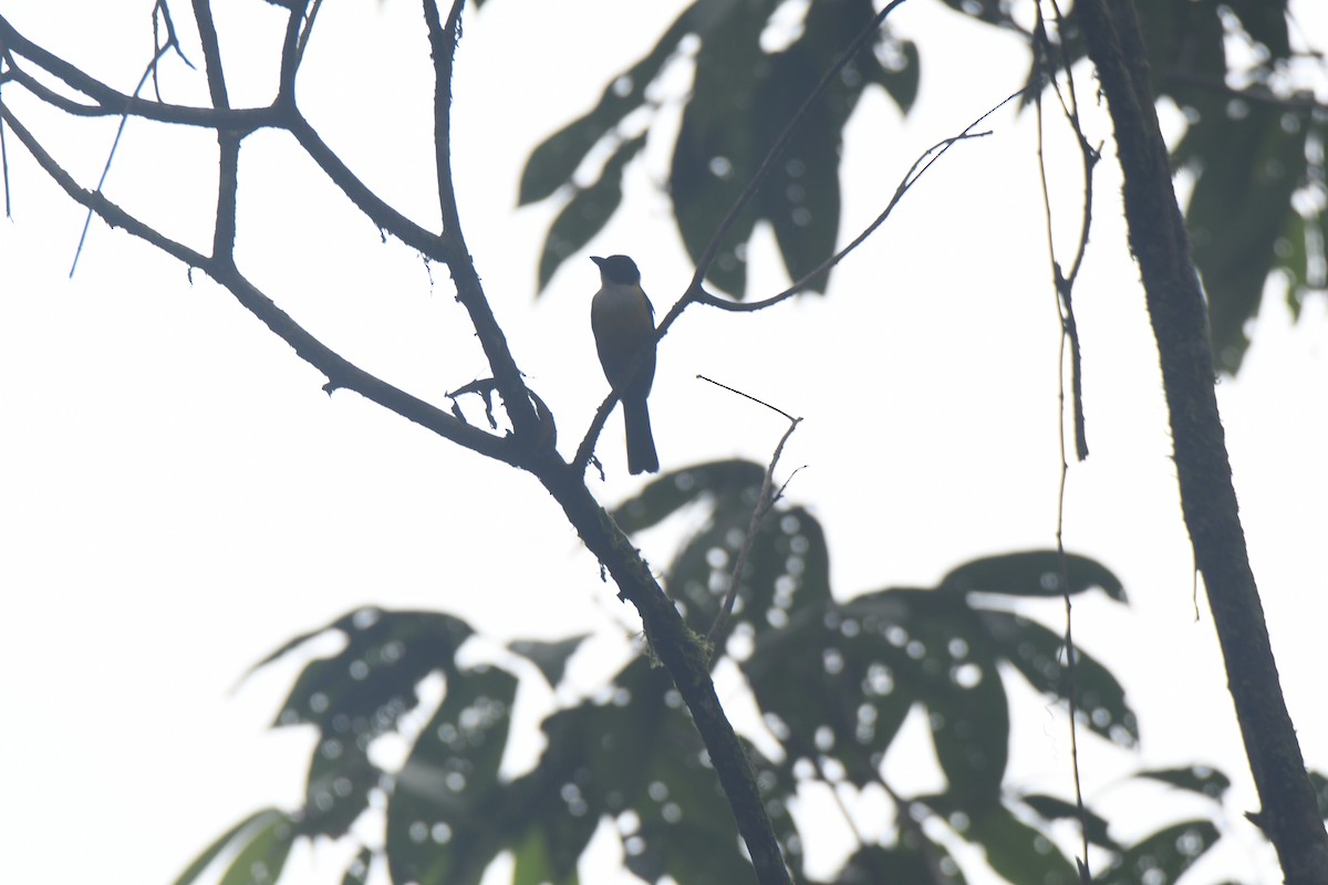 White-throated Shrike-Tanager - ML645427196
