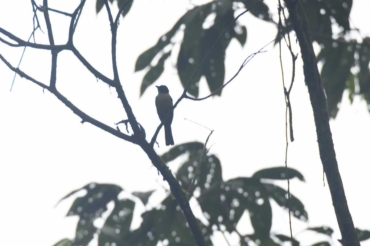 White-throated Shrike-Tanager - ML645427197