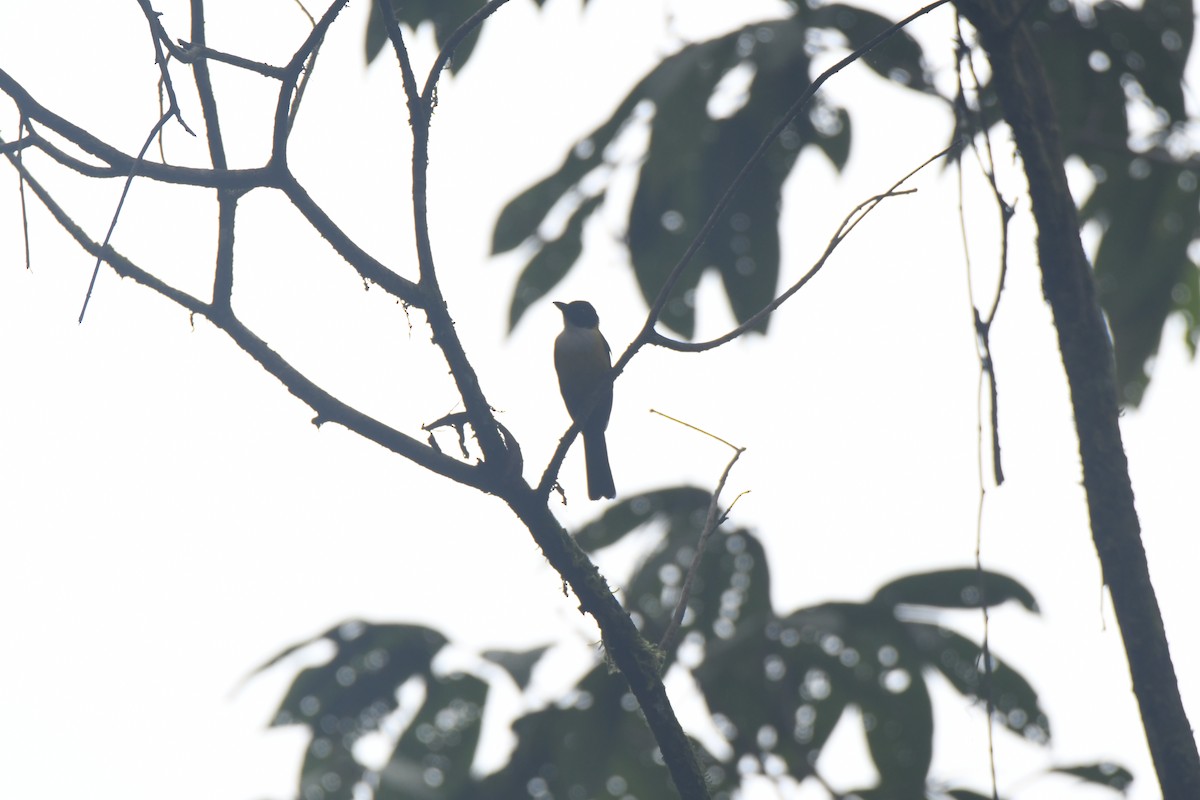 White-throated Shrike-Tanager - ML645427198