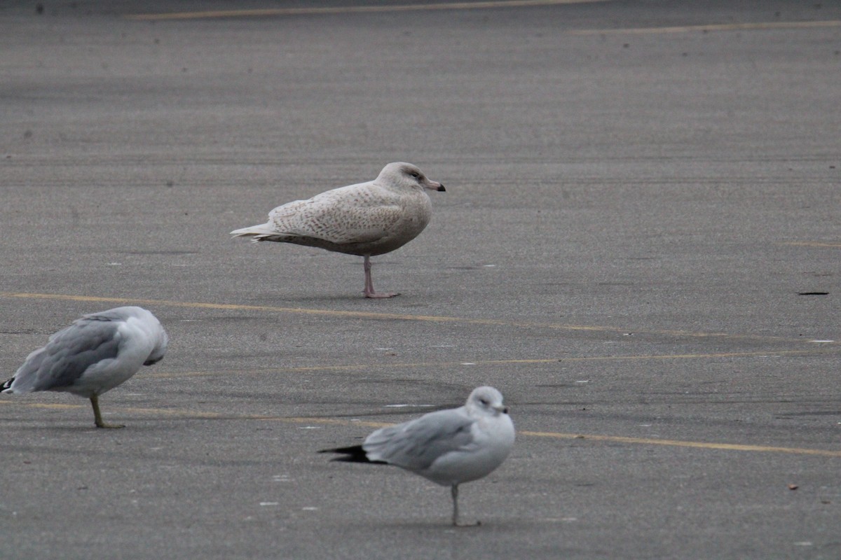 Kutup Martısı - ML645427200