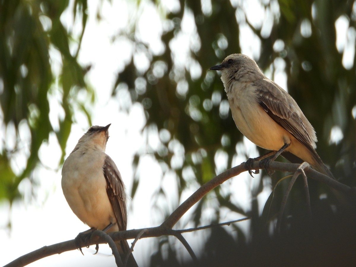 Tropical Mockingbird - ML645427201