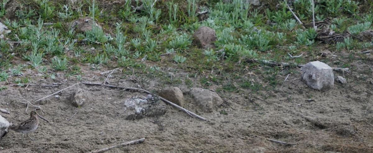 Wilson's Snipe - ML645427207