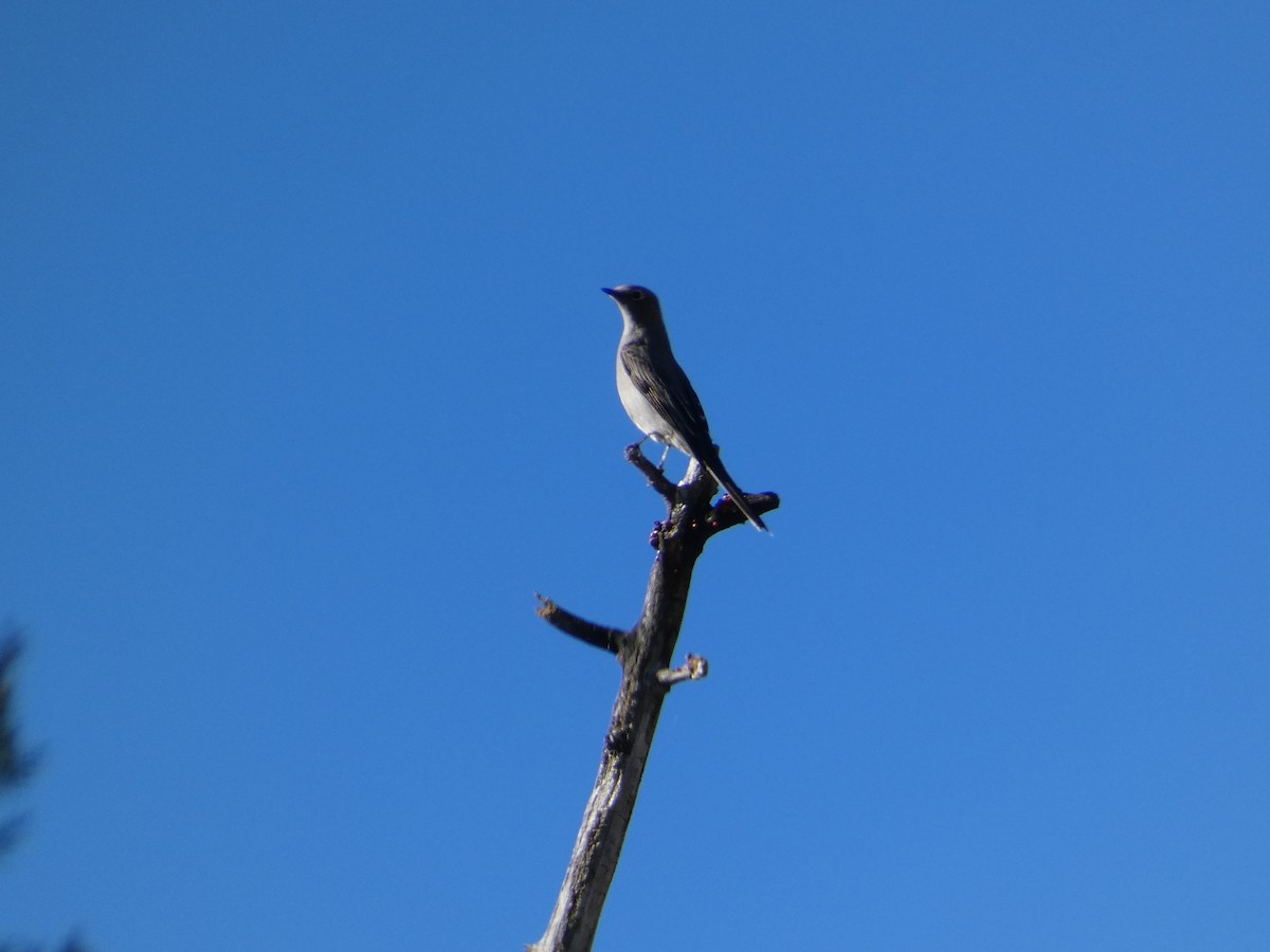 ハエトリツグミ - ML645427213