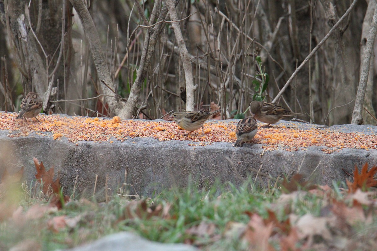 Sarılı Çinte - ML645427214