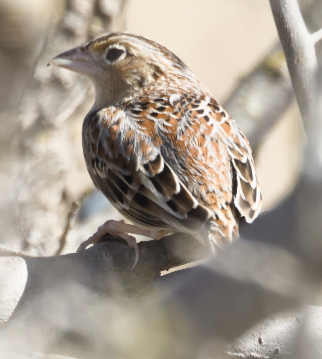 Grasshopper Sparrow - ML645427249
