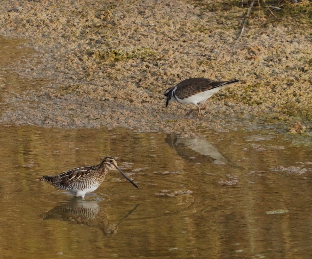 Wilson's Snipe - ML645427251