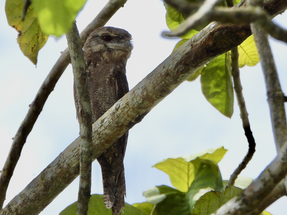 パプアガマグチヨタカ - ML645427253