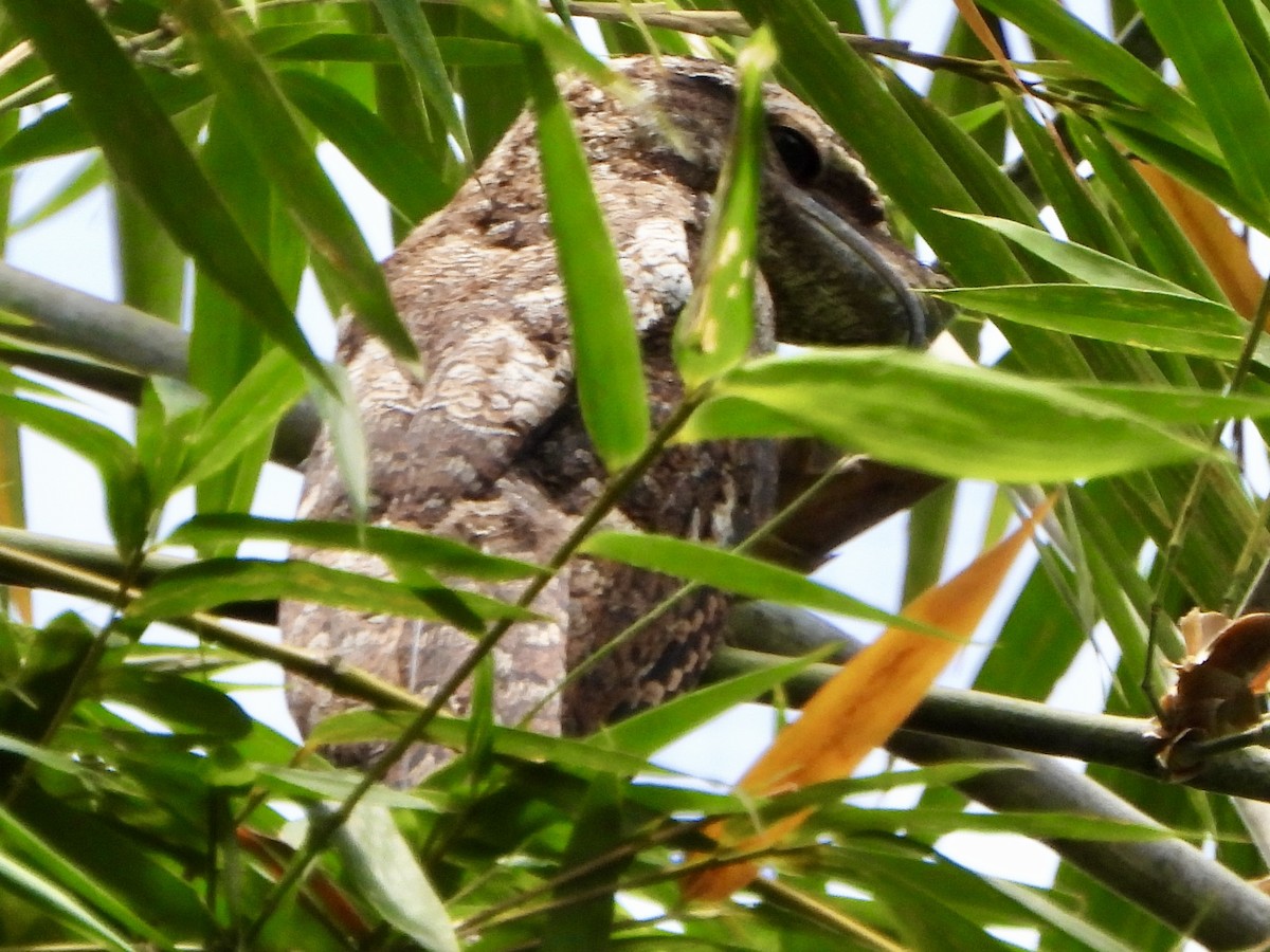 パプアガマグチヨタカ - ML645427254