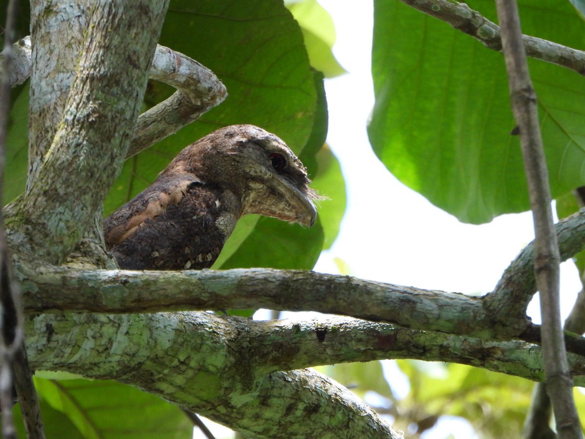 パプアガマグチヨタカ - ML645427255