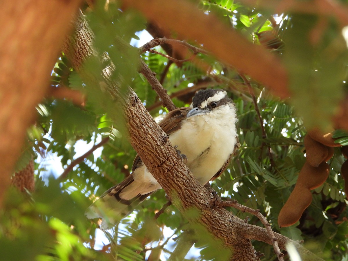 Bicolored Wren - ML645427257