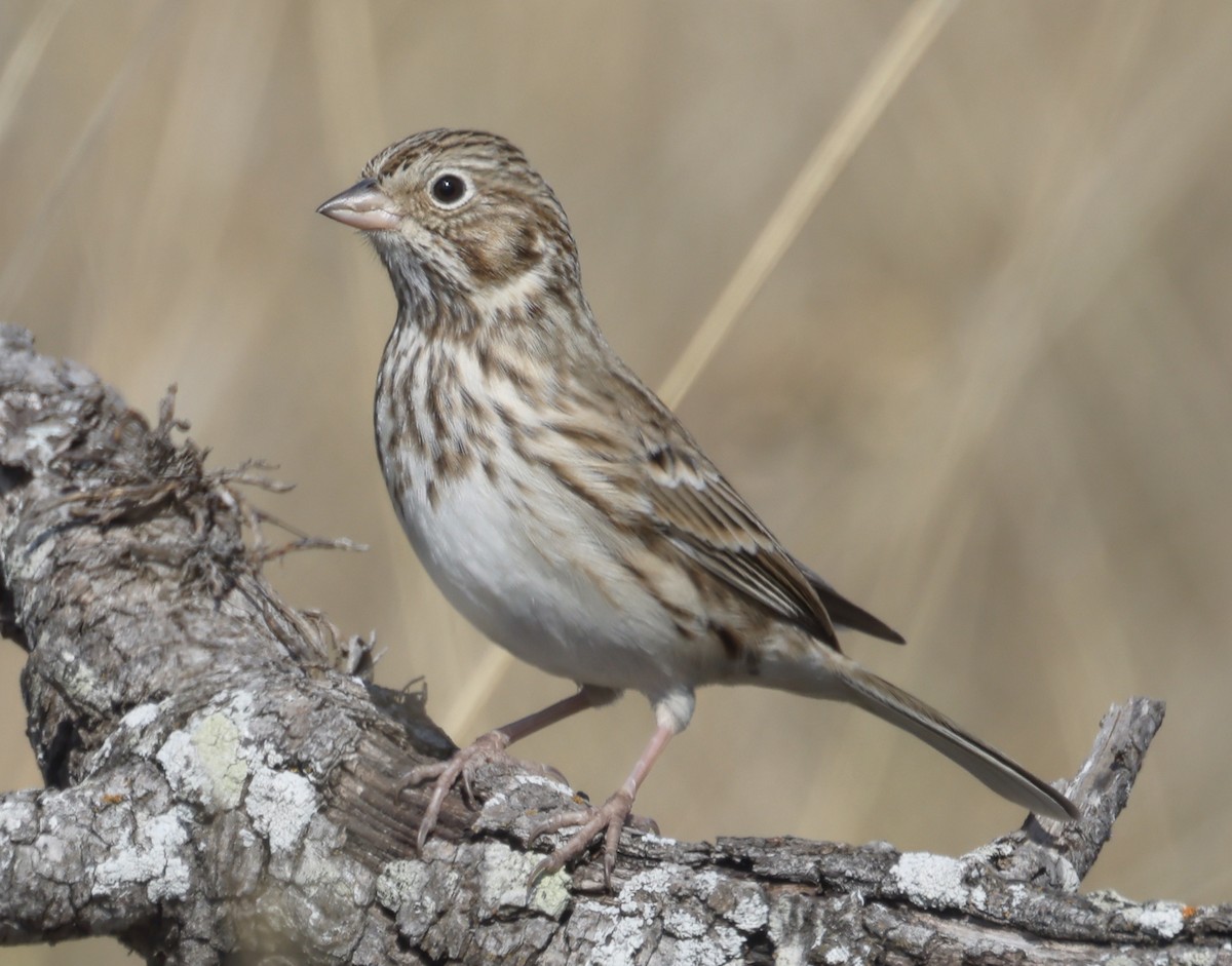 Vesper Sparrow - ML645427292