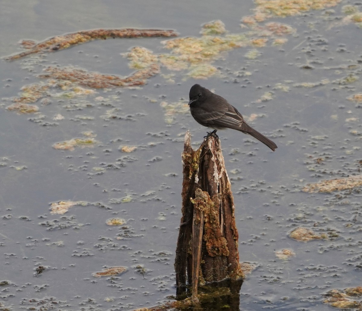 Black Phoebe - ML645427303