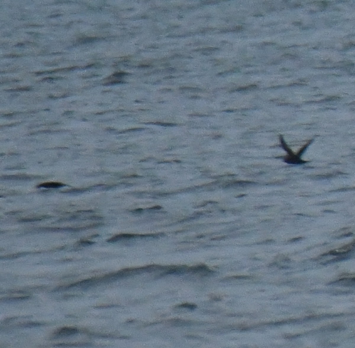 Short-tailed Shearwater - ML645427330