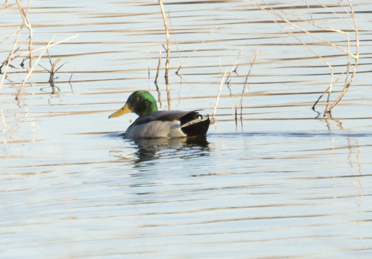 Mallard - ML645427331