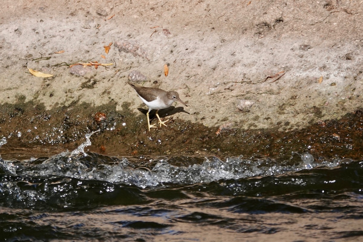 Spotted Sandpiper - ML645427334