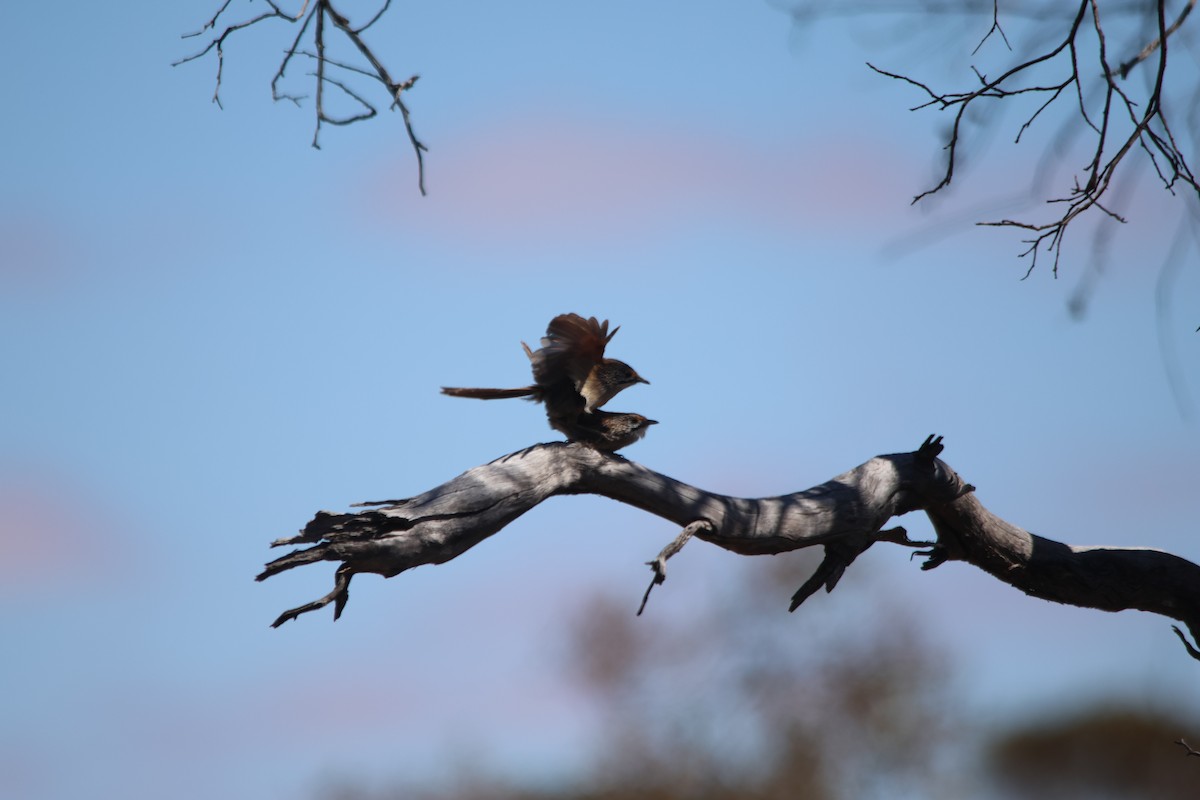 Striated Grasswren - ML645427335
