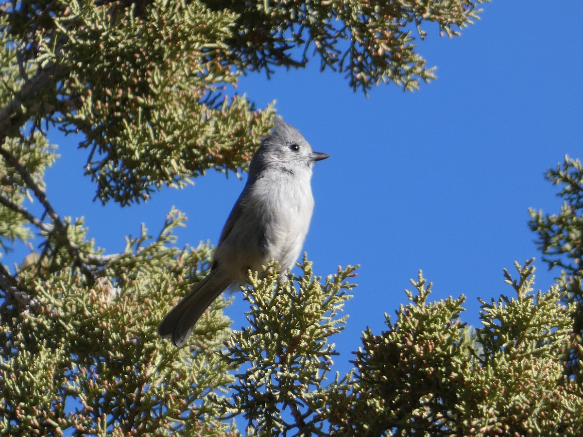 ヒガシハイエボシガラ - ML645427336