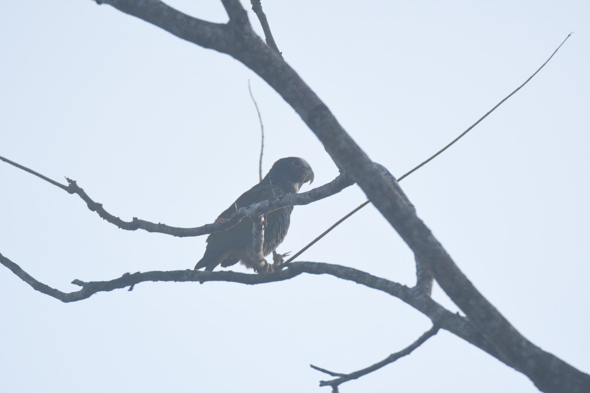 Loro Senil - ML645427350