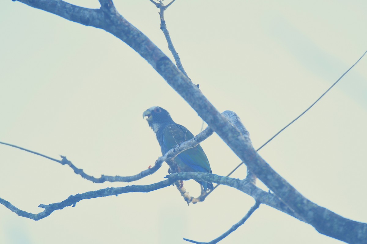 Loro Senil - ML645427351