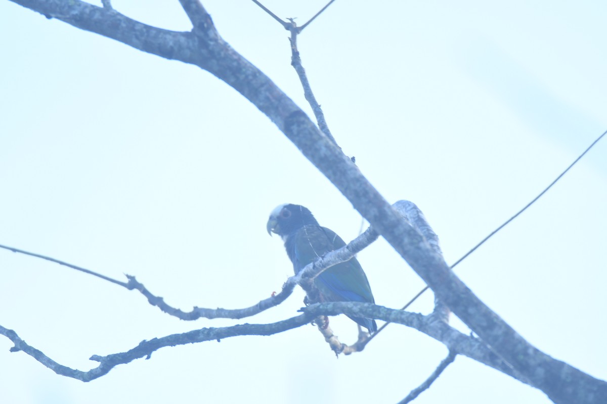 Loro Senil - ML645427352