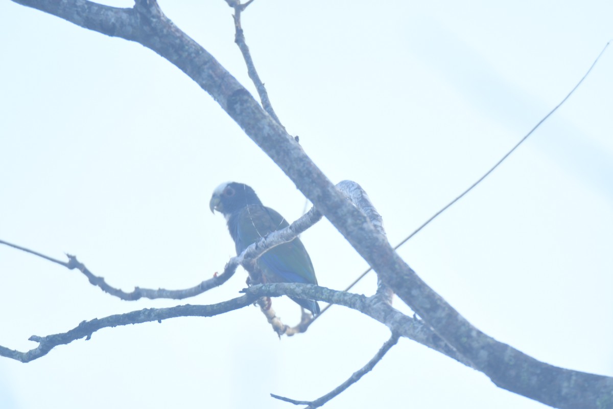 Loro Senil - ML645427353