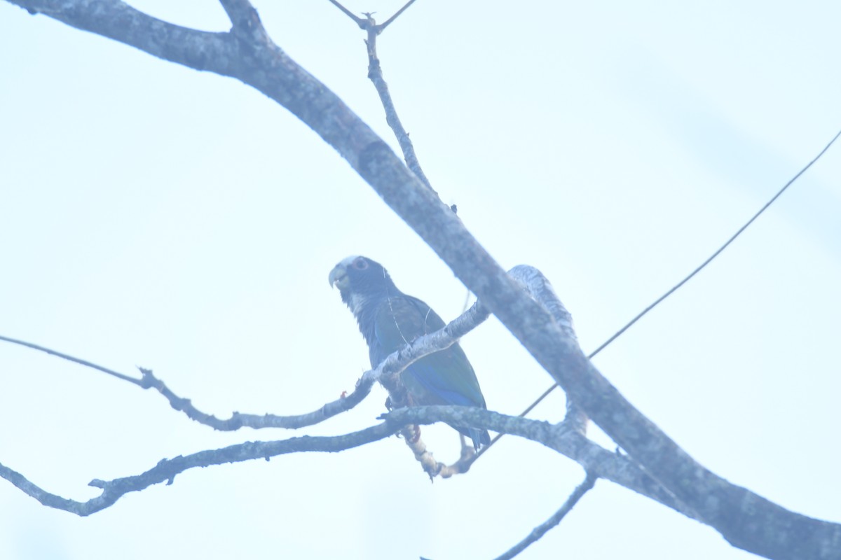 Loro Senil - ML645427354