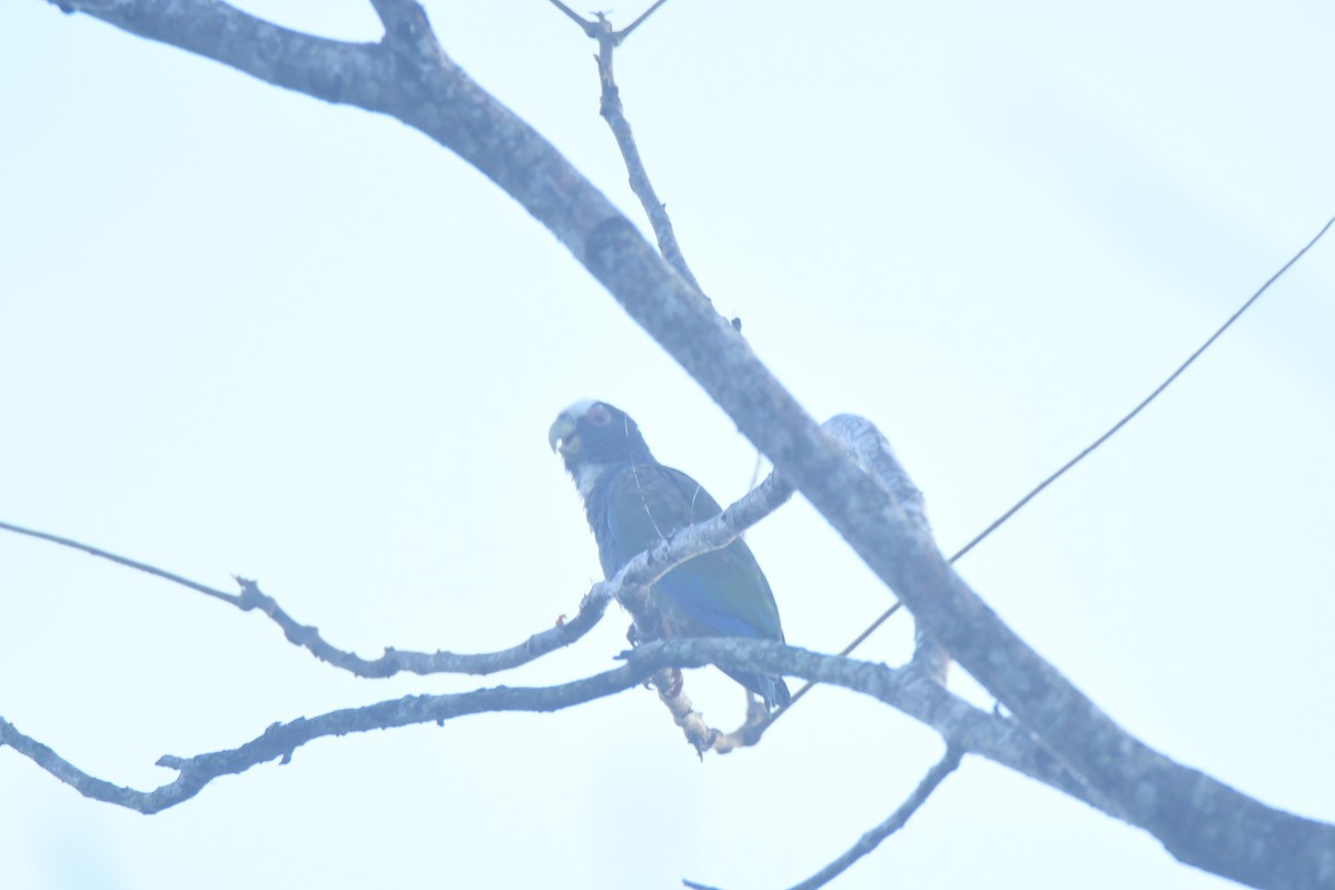 Loro Senil - ML645427355