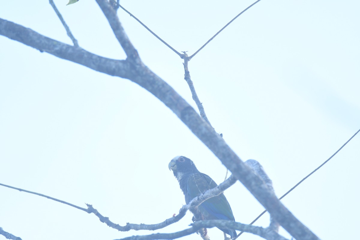 Loro Senil - ML645427356