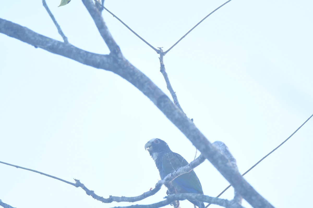 Loro Senil - ML645427357