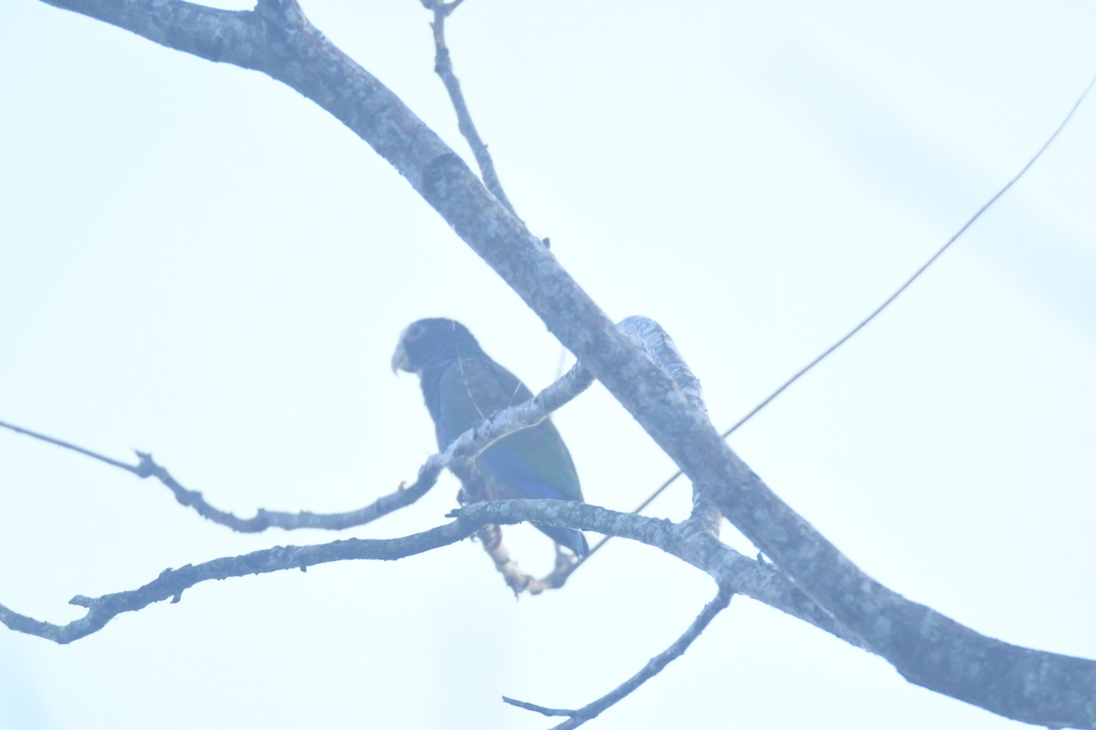 Loro Senil - ML645427358