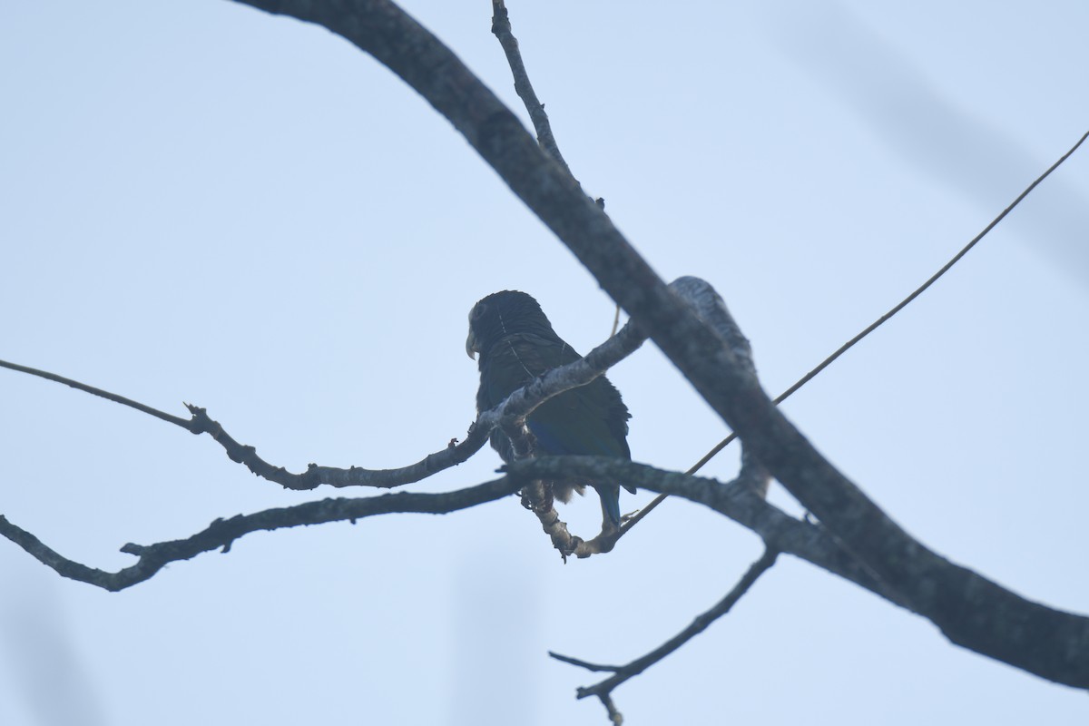 Loro Senil - ML645427359