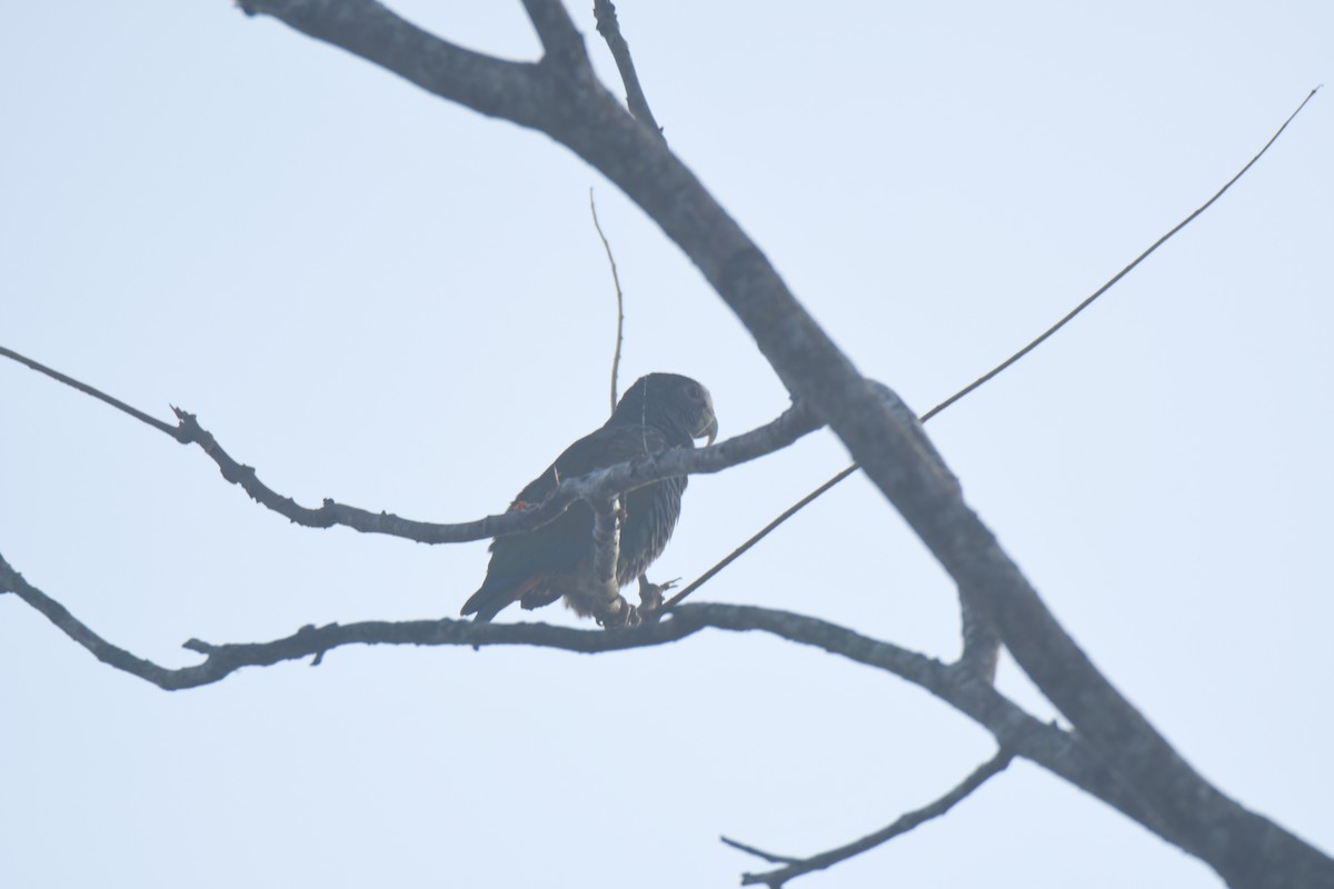 Loro Senil - ML645427360