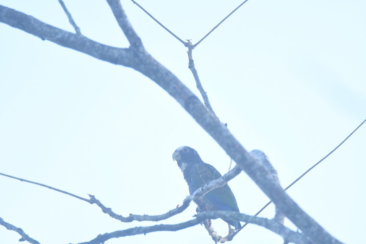 Loro Senil - ML645427361