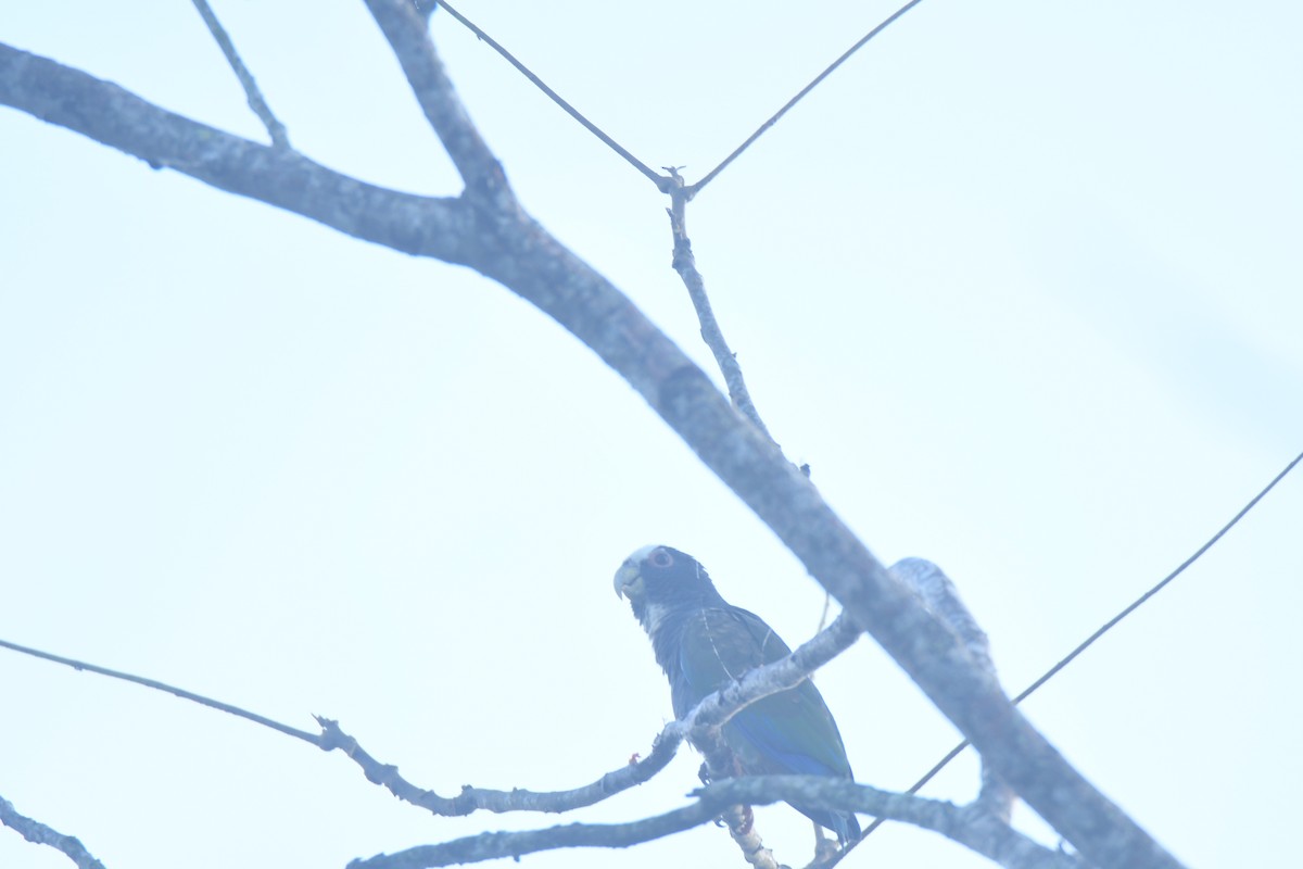 Loro Senil - ML645427362