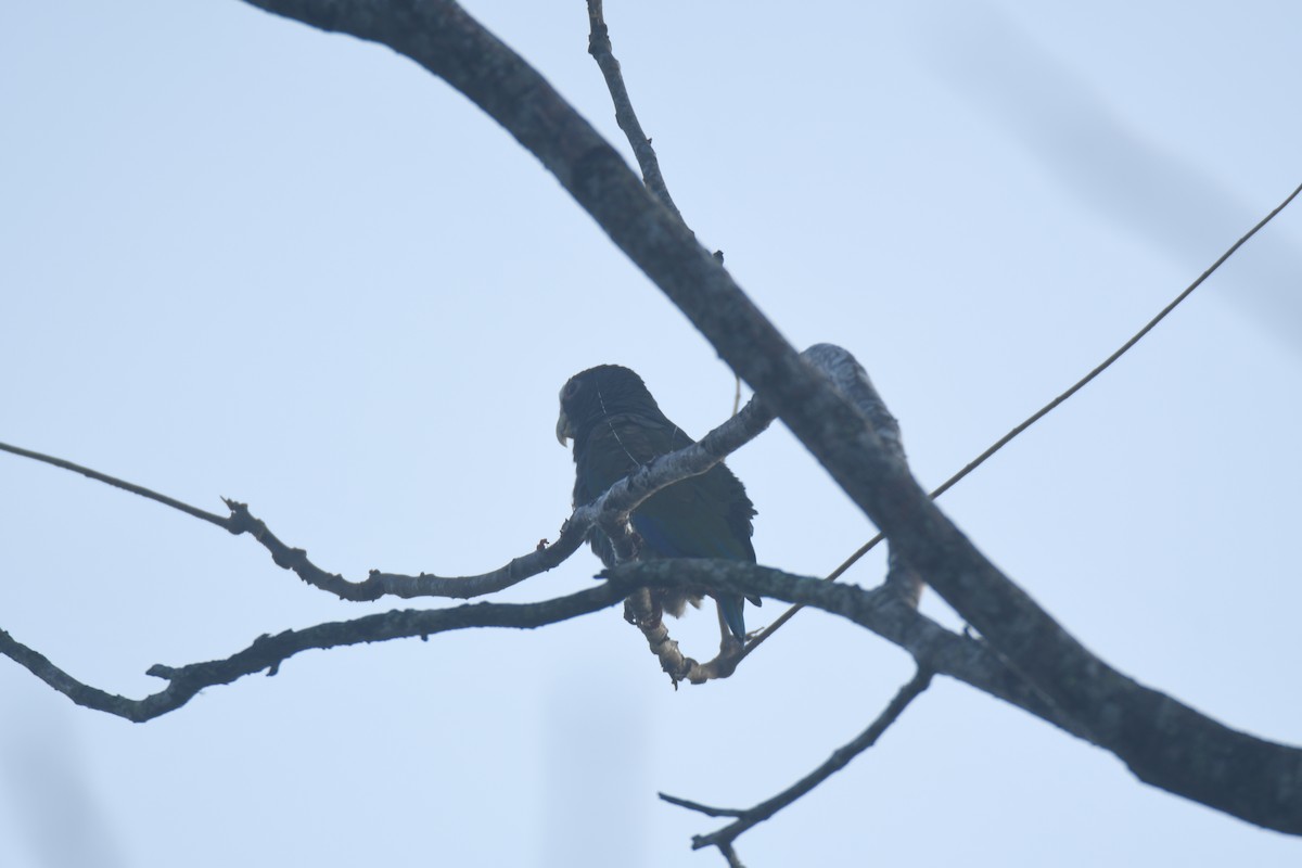 Loro Senil - ML645427363