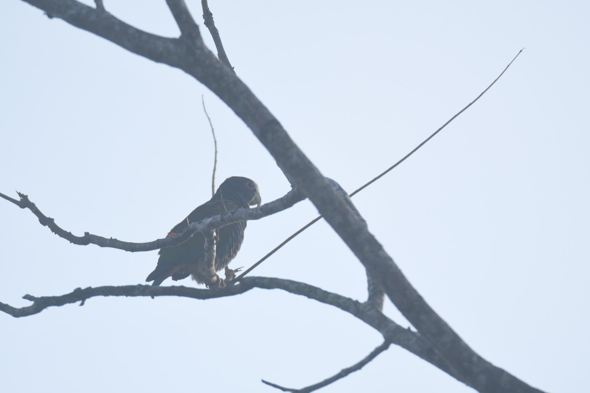 Loro Senil - ML645427364