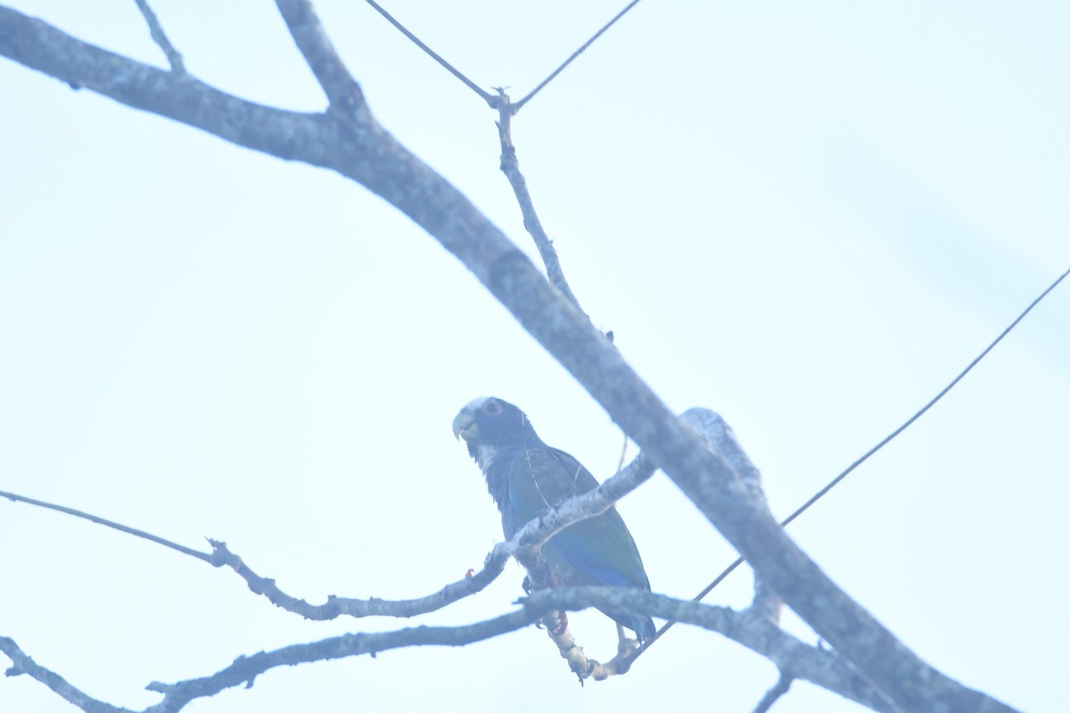 Loro Senil - ML645427365