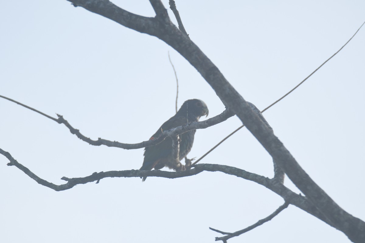 Loro Senil - ML645427367