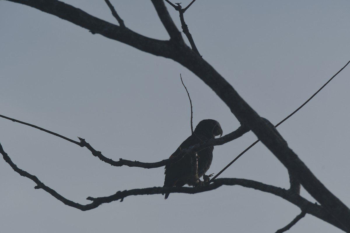 Loro Senil - ML645427368