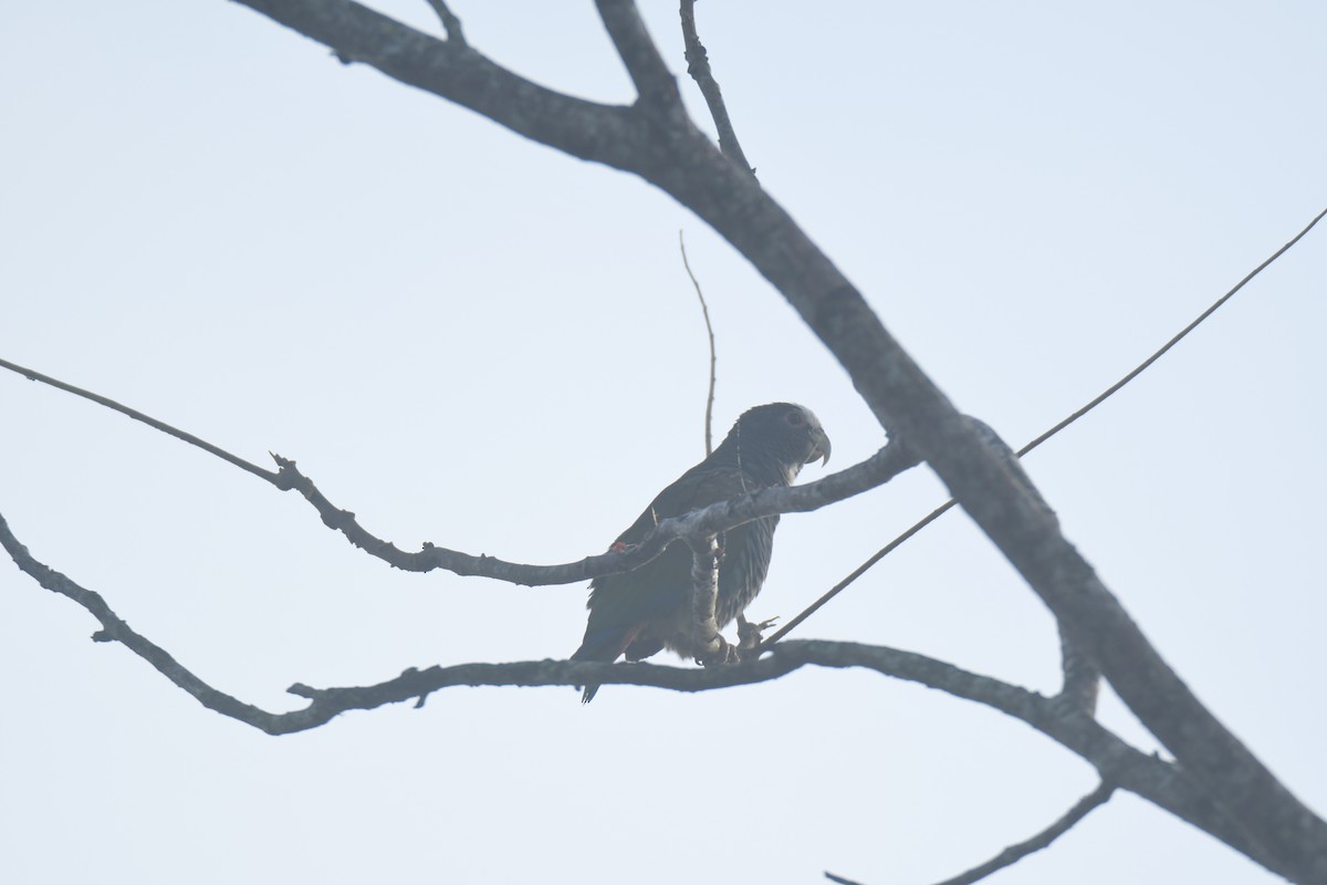 Loro Senil - ML645427369