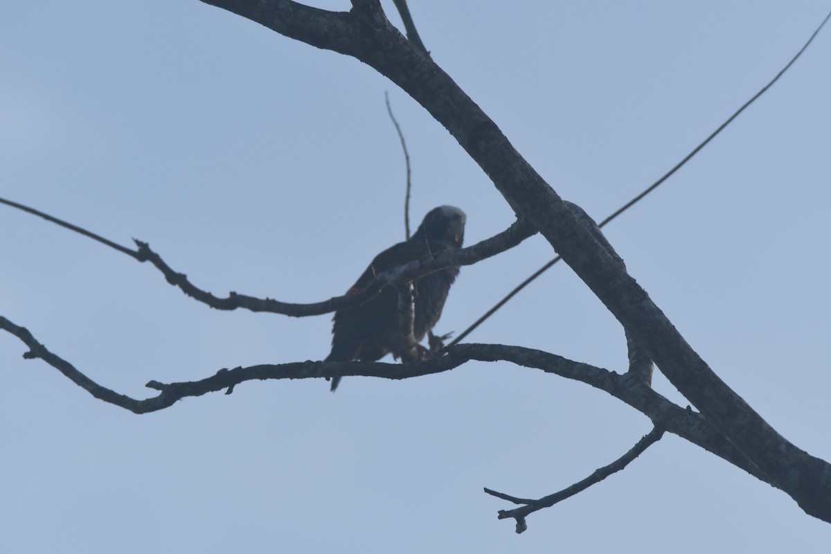 Loro Senil - ML645427370