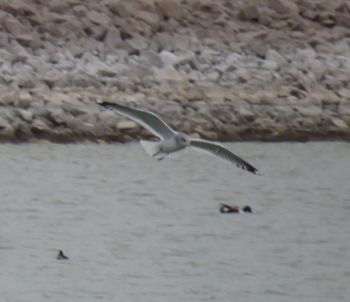 Short-billed Gull - ML645427376