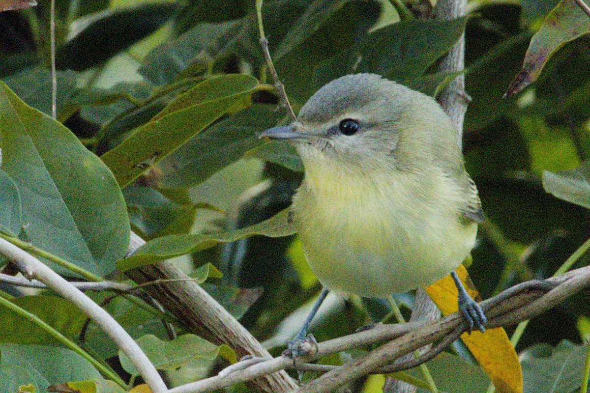 Bireo filadelfiarra - ML645427378